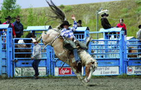 Quesnel Rodeo Bareback Riding