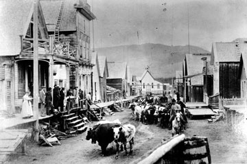 Barkerville Cattle Drive